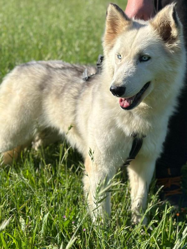 Donut, una splendida Husky Foto 3